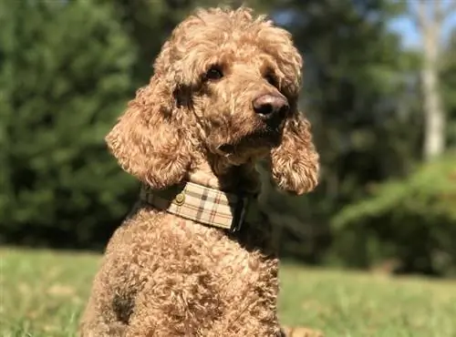 Poodle mai ngồi trên cỏ