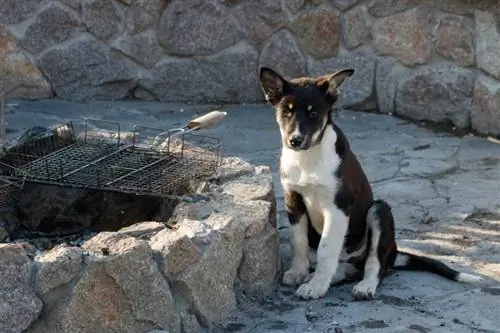 Hund hat Holzkohle gefressen