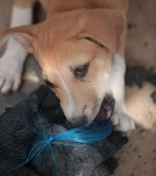 cachorro comendo carvão