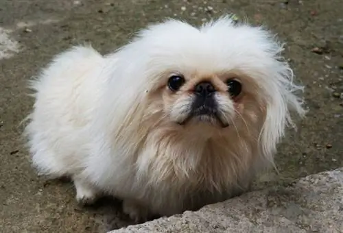 Pekingese