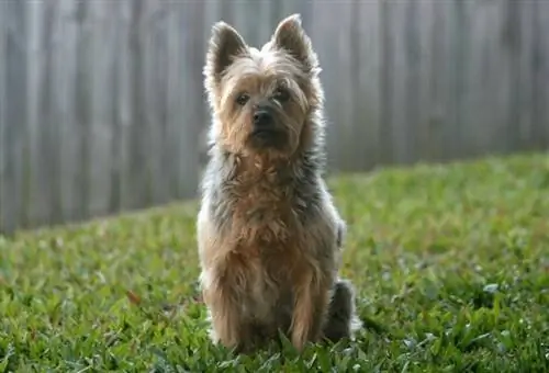 Silky Terrier australià