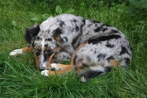 may sakit na australian shepherd na aso na nakahiga sa damo