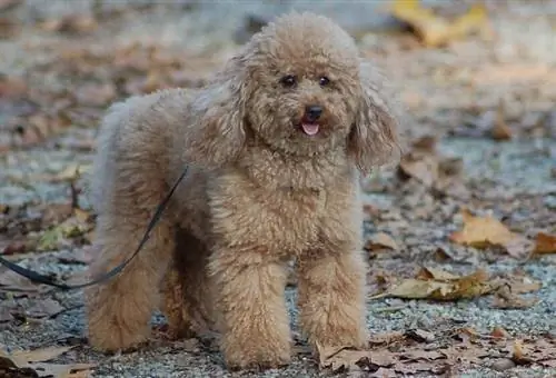 Poodle de juguete