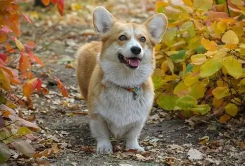 Corgi gallese