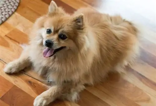 Pomeranian