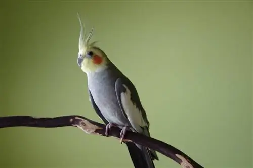 cockatiel pe ramură