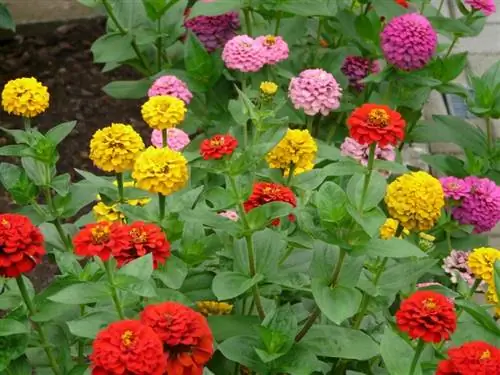 Zinnias gėlės