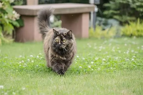 britisk langhåret kat går i haven