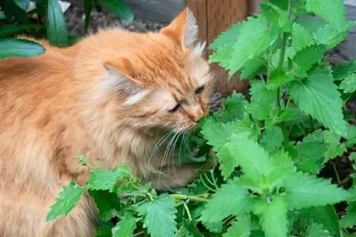 tabby cat garšo ar kaķumētru dārzā