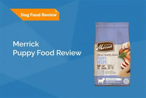 Merrick Puppy Food Review 2023: Muistutukset, plussat ja miinukset