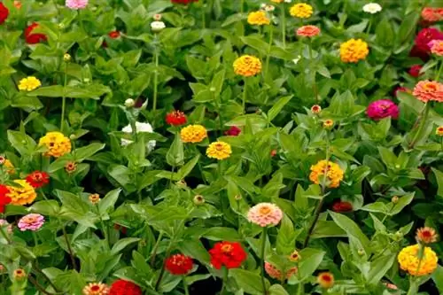 Les zinnias sont-ils toxiques pour les chats ? Garder votre chat en sécurité