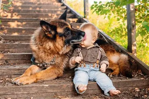 cane da pastore tedesco che protegge il bambino