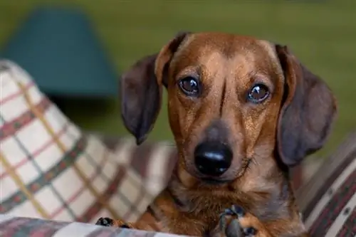 dachshund ntsej muag