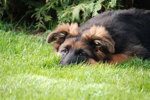 Çimenlerin üzerinde oturan eski Alman çoban köpeği