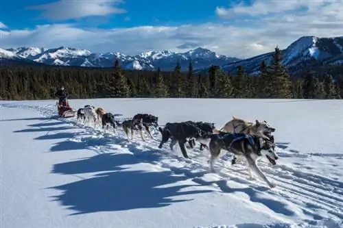 Alaskan hondeslee span berge en sneeu