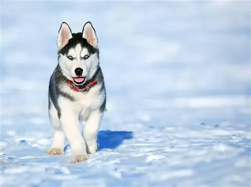 karda Husky köpek yavrusu