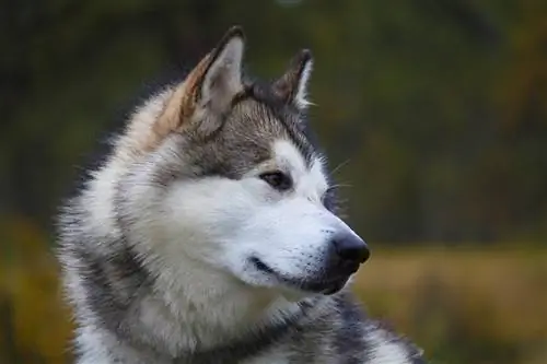 Alaskan malamute hond pragtig