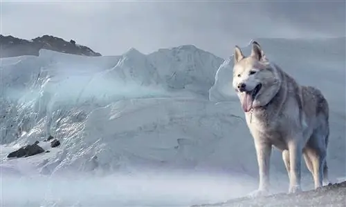 Beyaz kurt benzeri köpek husky buzulu Alaska