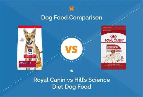 Royal Canin vs Hill’s Science dietinis šunų maistas: 2023 m. palyginimas