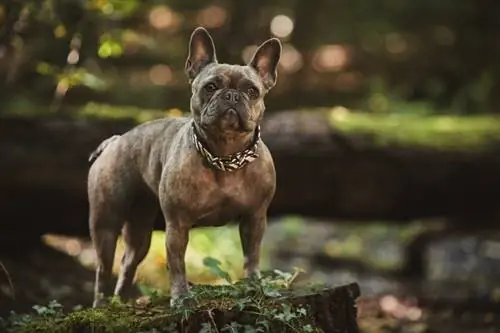 Französische Bulldogge mit Halsband