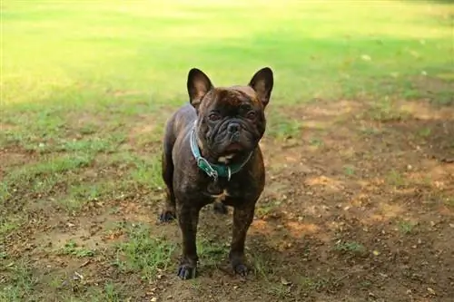 French bulldog