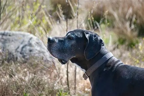 10 beste milieuvriendelijke halsbanden voor honden – beoordelingen uit 2023 & beste keuzes