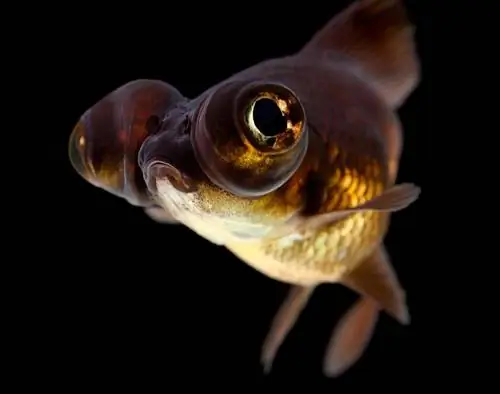 Black Moor oeil de dragon goldfish_skydie_shutterstock