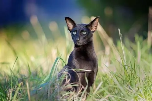 Ebony Oriental Shorthair hauv cov nyom