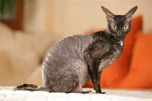 cornish rex qapalı yerdə oturur