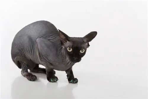 schwarze Sphynx-Katze