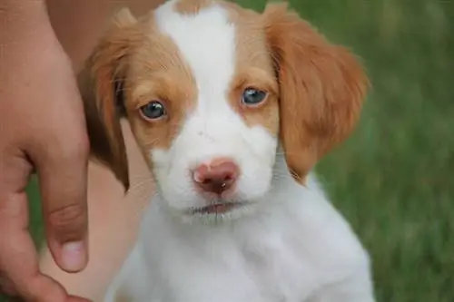 Këlysh Brittany Spaniel