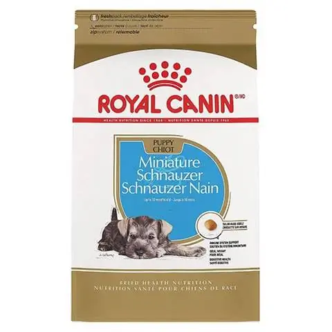 Royal Canini kääbusšnautseri kutsikas