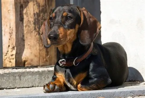 Dachshund