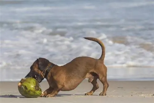 hund biter kokos frukt