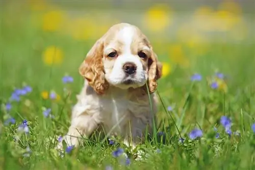 gà trống spaniel trên đồng cỏ