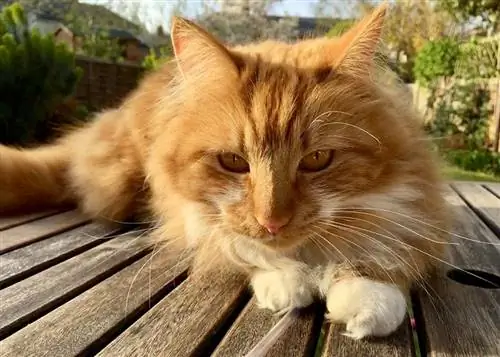 en gul tabby katt som ligger på treterrasse utendørs