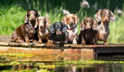 nhóm dachshund ngồi trên khúc gỗ