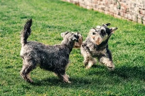 Schnauzer thu nhỏ