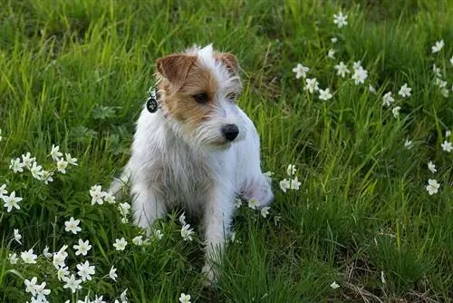 Russell Terrier ot üzərində oturur