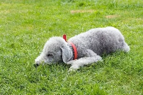 bedlington terrier