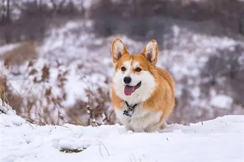 Pembroke walisisk corgi ute på snø