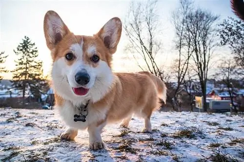 Pembroke welsh corgi na naglalaro sa niyebe