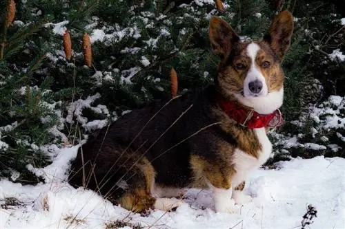 kardigan welsh corgi na snijegu