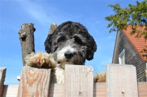 English Boodle (English Bulldog & Poodle Mix): información, imágenes, hechos