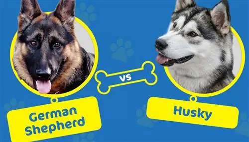 Pastor alemany vs husky: quin gos és adequat per a les vostres necessitats?