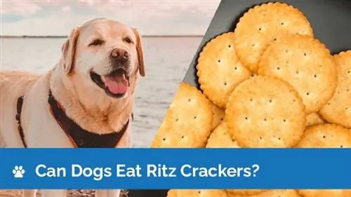 Vai suņi var ēst Ritz krekerus? Vai Ritz krekeri ir droši suņiem?