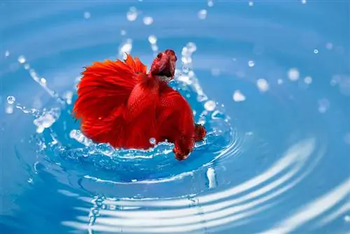 Combien de temps un poisson Betta peut-il vivre hors de l'eau ?