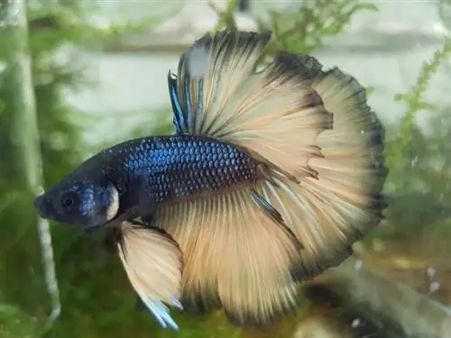 Mustárgáz Betta Fish: Gondozási útmutató, fajták & Élettartam (képekkel)