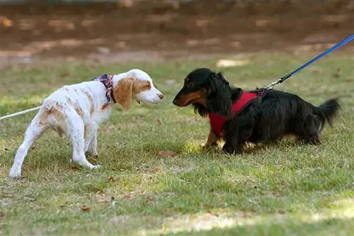 Dos perros pequeños se olfatean y se miran