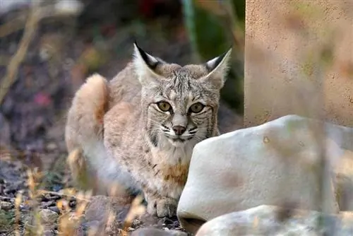 Chasse au lynx roux en Arizona